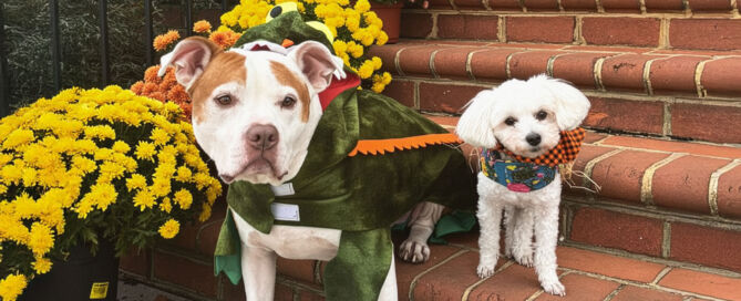 Dog Friendly Hopewell