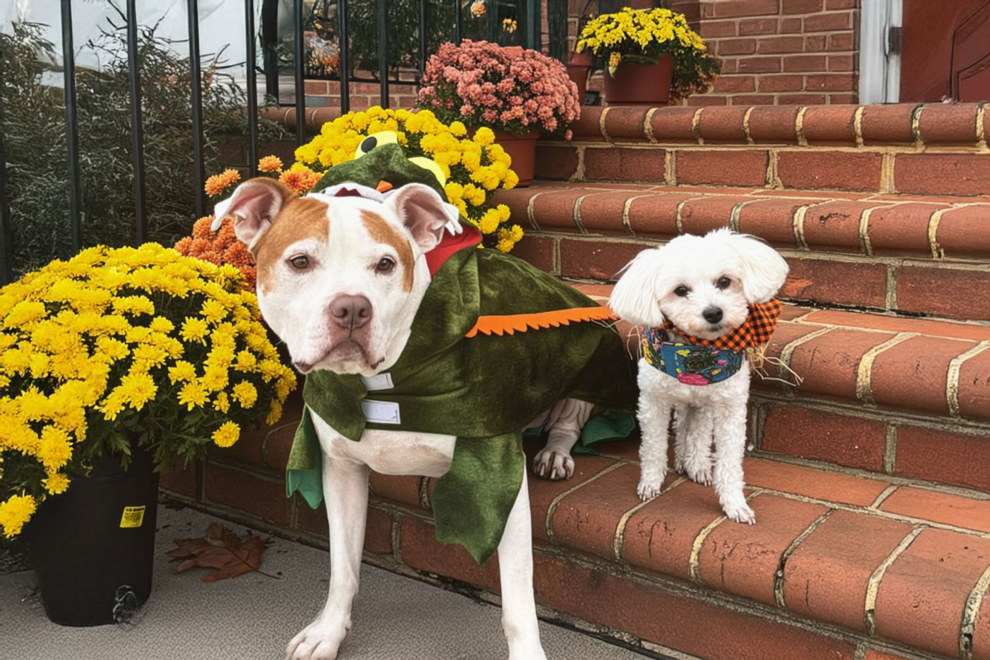 Dogs-at-the-Welcome-Center-2x-upscale → Visit Hopewell / Prince George VA → Visit Hopewell / Prince George VA